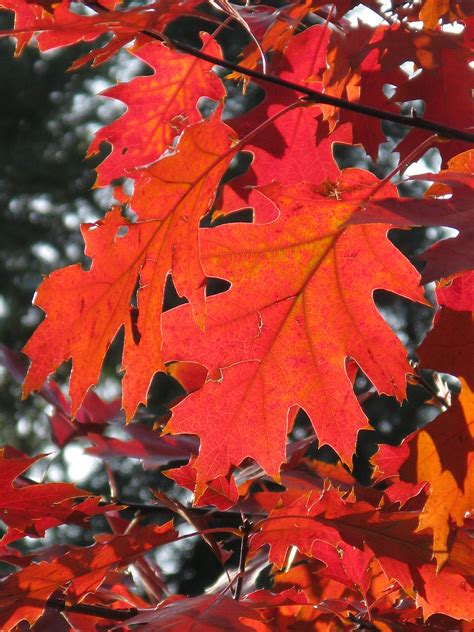 White Mountains Fall Foliage | North Conway Fall Foliage | Areas in ...