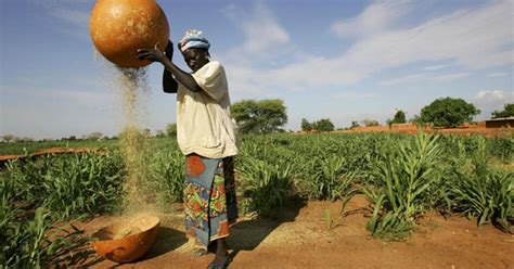 Climate change already impacting food supply, UN study shows - CBS News