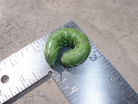 Tomato_Hornworm_Larva_-_Relic38_-_Ontario_Canada - Our Twenty Minute Kitchen GardenOur Twenty ...