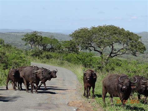 Durban safari tour in KwaZulu Natal, South Africa - Tim Brown Tours