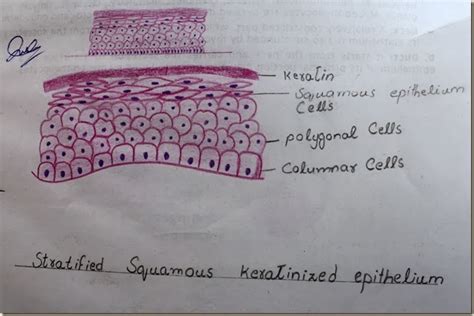 Histology Slides Database: stratified squamous keratinized epithelium high resolution histology ...