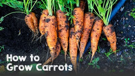 How to Grow Carrots from Seed to Harvest - YouTube