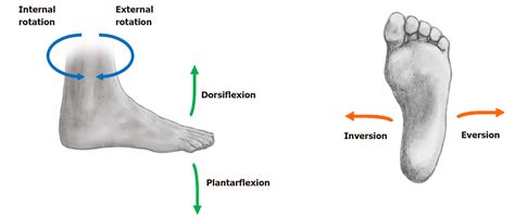 Ankle Internal Rotation