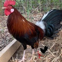 290 Best Kelso ideas | game fowl, rooster breeds, chicken breeds