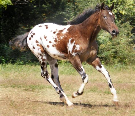 Leopard Appaloosa Stallion