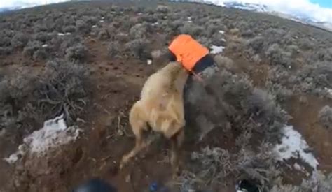 WATCH: Elk Takes Utah Biologist for a Ride | Rocky Mountain Elk Foundation