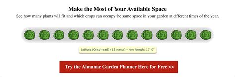 Growing Lettuce: Planting, Growing, and Harvesting Lettuce | The Old ...