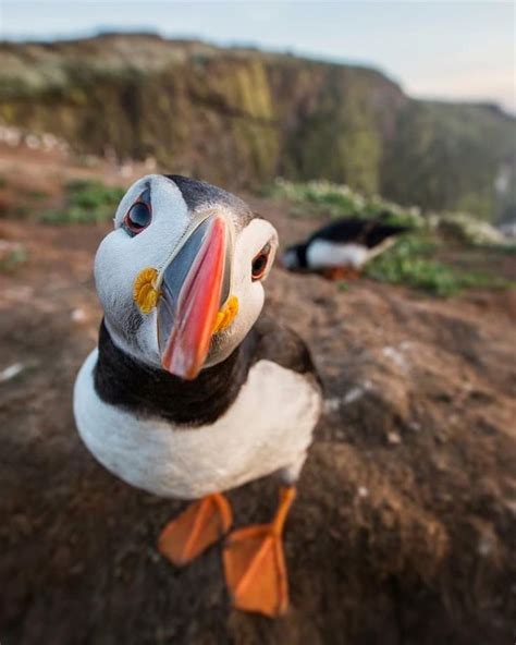 21.5k Likes, 252 Comments - Iceland (@iceland) on Instagram: “Happy puffin in Iceland 🇮🇸 Photo ...