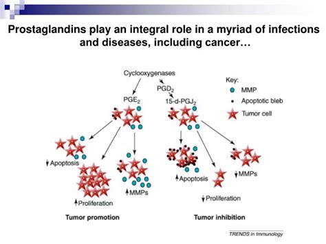 PPT - Prostaglandins: Synthesis, functions and inhibitors PowerPoint Presentation - ID:4188475