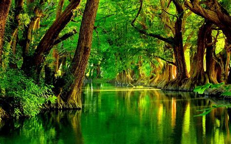 Beautiful Green Swamp | Stunning Scenery | Pinterest | Scenery and Lakes