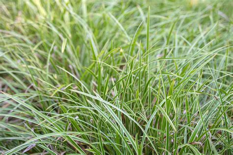 Types Of Sedge Grass