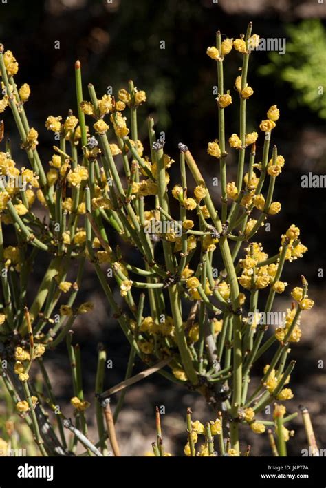 Mormon Tea (Ephedra viridis Stock Photo - Alamy