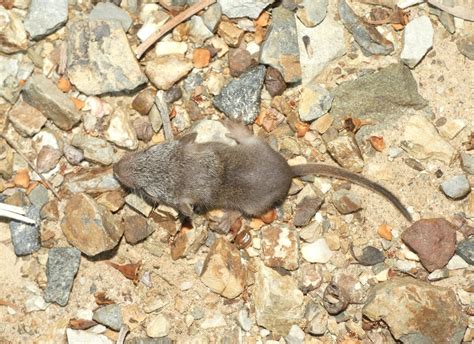 Yellow-footed Antechinus from Talegalla Weir QLD 4650, Australia on ...