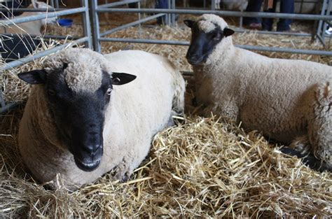 Llanwenog or Clun Forest sheep | Livestock conservancy, Sheep, Farm yard