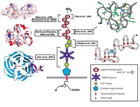 Domain organization of the LDL receptor and regions within the ...