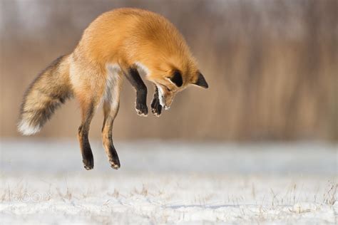 Photograph Fox jumping by Maxime Riendeau on 500px