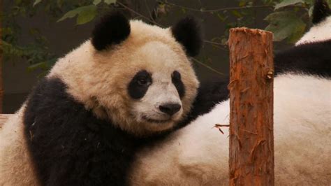 3 prosecuted in China over poaching of giant panda | CNN