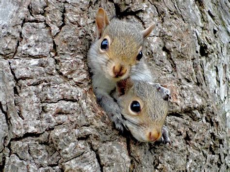 Two baby squirrels greet the world from their nest | Smithsonian Photo ...