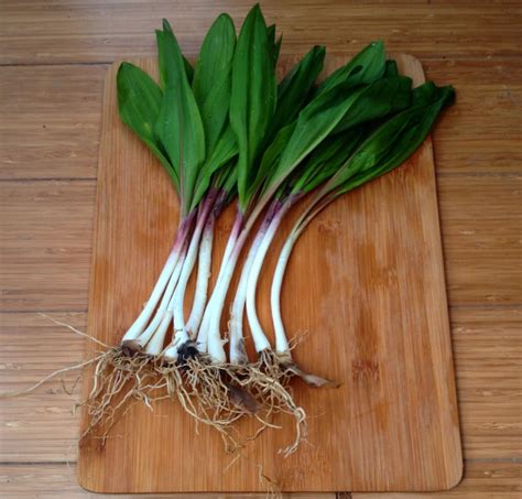 How to Identify Edible Wild Onions — Field Garlic, Ramps, Wild Leeks ...