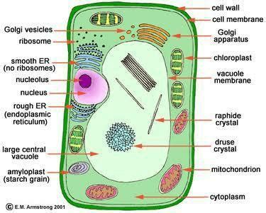 diagram of different types of cell in multicellular organisms - Brainly.in