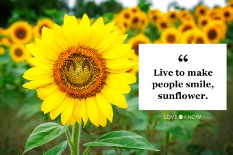 20 Sunflower Quotes to Make Your Day Better | LoveToKnow