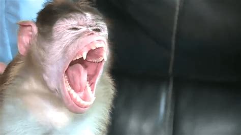 Report: Monkeys in India going on deadly rampage against dogs after baby monkey killed