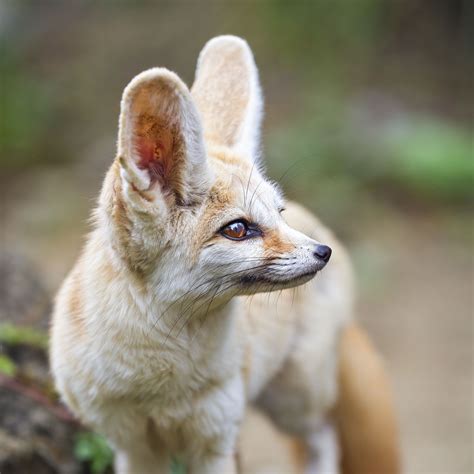 Download wallpaper 2780x2780 fennec fox, ears, wildlife, animal ipad ...