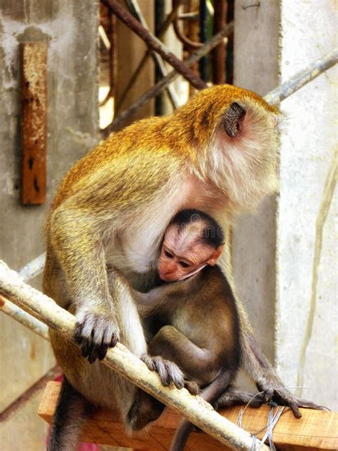 A Baby Monkey Hugging the Mother Stock Photo - Image of animal, macaque ...