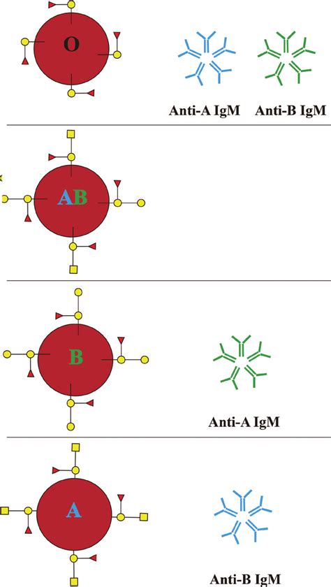 Schematic presentation of ABO blood group antigens and isoantibodies ...