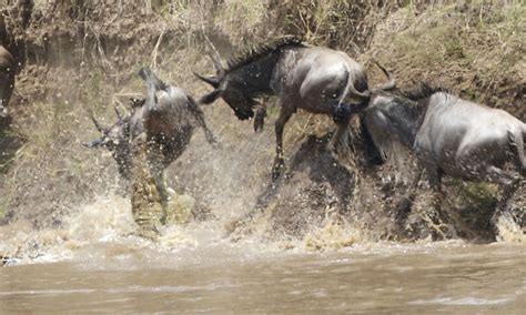 Mara River Crossing – Kenya - Atlas Obscura