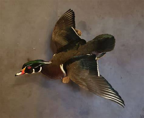 Wood Duck Mounts | Drake Wood Duck Mount | Texas Waterfowl Mounts