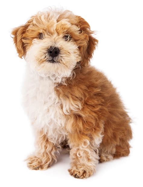 Cavapoo Names