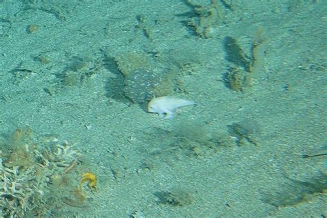 Scientists hoping to confirm rare handfish species spotted during CSIRO marine survey ...