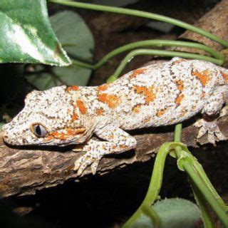 Gargoyle Gecko Facts and Pictures | Reptile Fact