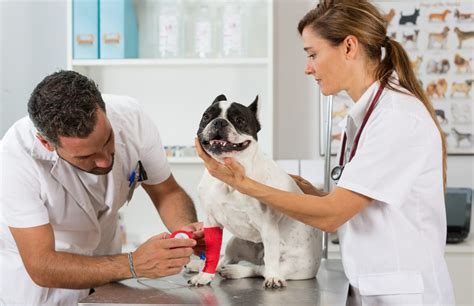 7 Tips for Choosing a Great Vet (Ultimate Guide) - Simply For Dogs