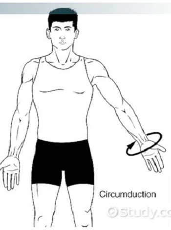 Anatomical Terms Of Movement Flexion Rotation, 53% OFF