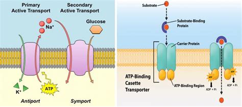 Adenosine triphosphate (ATP): Introduction, Structure, Biosynthesis ...