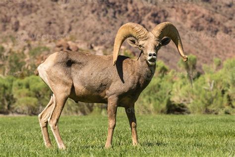 Desert Bighorn Sheep Ram in Rut 843720 Stock Photo at Vecteezy