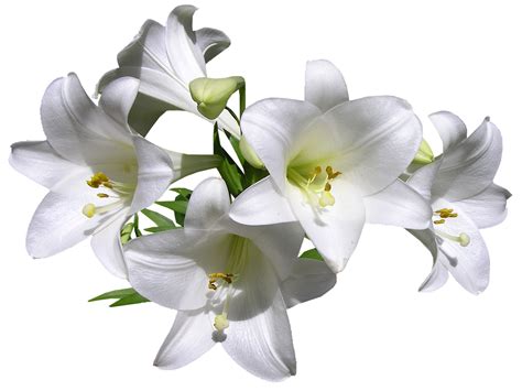 Lilien Weiß Blumen - Kostenloses Foto auf Pixabay