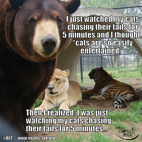 #blt #lion #tiger #bear #bffs www.noahs-ark.org #LOL #Meme #Animal # ...