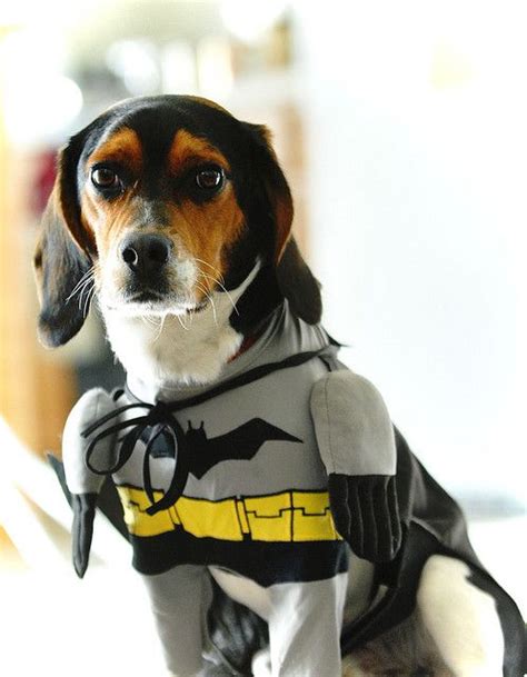 Very Best Halloween Costume Ideas | Dog costume, Batman dog costume, Beagle puppy