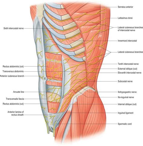 Anterior abdominal wall | Basicmedical Key