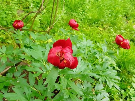 BUJORUL a devenit FLOARE națională, prin LEGE. La Grădina Botanică din ...