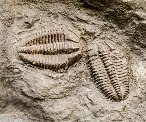 Trilobite Hunt at Seven Stars Quarry – Natural History Society of Maryland