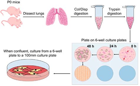 Trypsin Digestion Cartoon