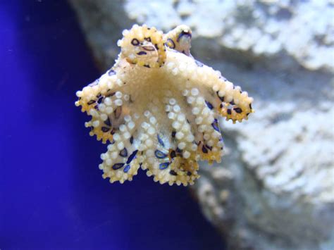 The Blue-Ringed Octopus: Tiny, Adorable, And Deceptively Lethal