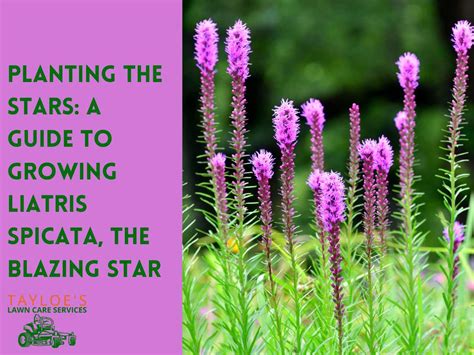 Blazing Star Plants Growing Guide | Tayloe's Lawn Care Services, LLC