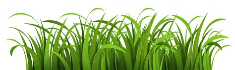 Grass clipart vector, Grass vector Transparent FREE for download on WebStockReview 2024