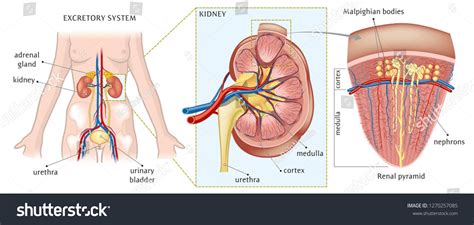 Kidney and adrenal gland - basic anatomy #Ad , #ad, #adrenal#Kidney#gland#anatomy | Adrenal ...