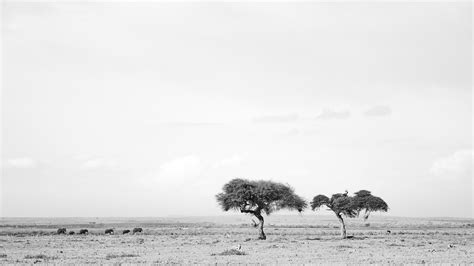 African Wildlife Photography for sale as fine art prints.